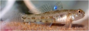 Eastern blue spot goby, Pseudogobius sp