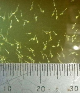 Planktonic larval stage of the Darwin Algae Shrimp (Caridina sp. NT nilotica). Juvenile shrimp settle and migrate into fresh water. Photo: Shane Brooks.