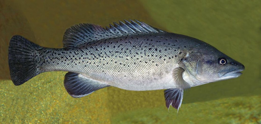 Trout Cod Muccullochella macquariensis - Photo: Neil Armstrong