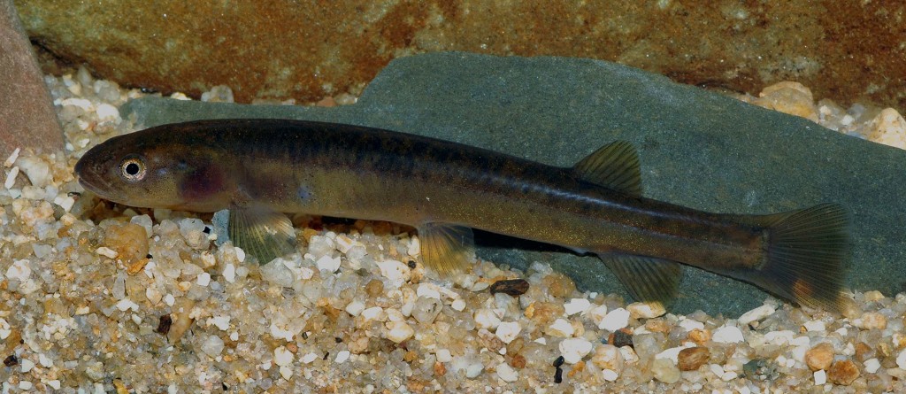 A new species of Galaxias from the Dargo River catchment Photo: Tarmo Raadik