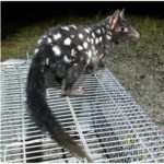 Quoll