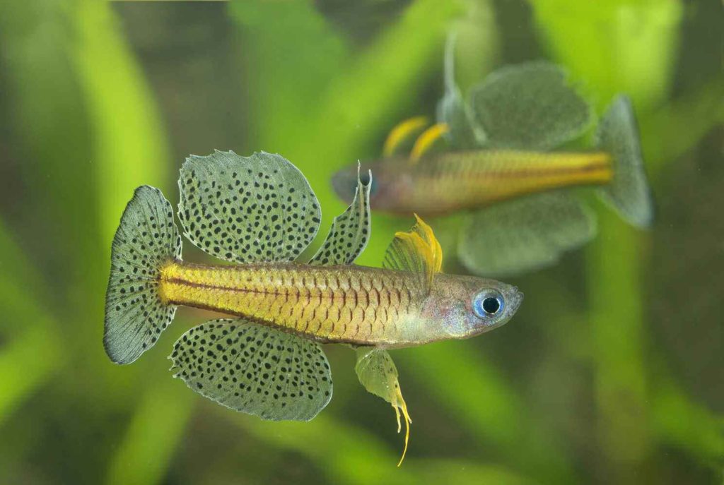 Spotted Blue-eye Pseudomugil gertrudae from Bathurst Island, NT. Photo: Gunther Schmida